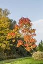 Fraxinus angustifolia Raywood in autumn colors Royalty Free Stock Photo