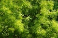 Fraxinus excelsior, common european ash tree canopy with green foliage. Ash tree crown aerial top view. Royalty Free Stock Photo