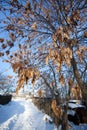 Fraxinus excelsior, European Ash Royalty Free Stock Photo