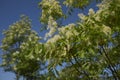 Fraxinus ornus blossom Royalty Free Stock Photo