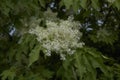 Fraxinus ornus blossom Royalty Free Stock Photo