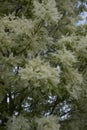 Fraxinus ornus blossom Royalty Free Stock Photo