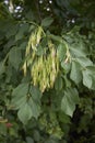 Branch of Fraxinus ornus with seeds Royalty Free Stock Photo