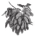 Fraxinus ornus or Flowering Ash vintage engraving