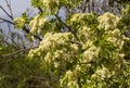 The Fraxinus ornus tree blooms in spring Royalty Free Stock Photo