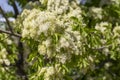The Fraxinus ornus tree blooms in spring Royalty Free Stock Photo