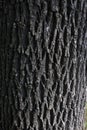 Fraxinus pennsylvanica bark close up