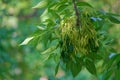 Fraxinus pennsylvanica Royalty Free Stock Photo