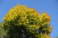 Fraxinus pennsylvanica with colorful autumnal foliage against blue sky