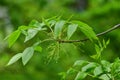 Fraxinus pennsylvanica is a Pennsylvania ash in spring