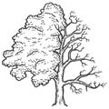 Fraxinus, tree is half bald. Engraving raster illustration. Sketch scratch board imitation.