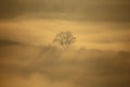 Fraxinus tree in the landscape