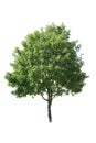 Fraxinus velutina, the velvet ash, tree isolated on white background Royalty Free Stock Photo