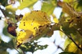 FRAYED AND DAMAGED YELLOW MULBERRY LEAVES IN AUTUMN