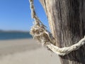 A frayed tangled rope around a driftwood tree stump