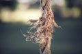 Fraying Fiber Rope Against a Blurred Background Royalty Free Stock Photo