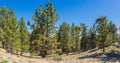 Frazier Park Mountain Pines Royalty Free Stock Photo