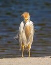 Frazzled Cattle Egret