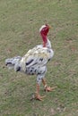 Fre eange chicken walking in the grass Royalty Free Stock Photo