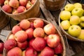 Apples Fresh Picked in a Bushel BASKET fresh food produce Royalty Free Stock Photo