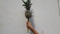 Freah fruit of pineapple or nanas on hand on white background