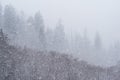 Heavy spring snowfall near Newfound Gap, Great Smoky Mountains National Park, North Carolina Royalty Free Stock Photo