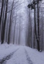 Freak of nature. Road in the fog. The trees along the path create a clent, which is very cramped and dangerous. Small people Royalty Free Stock Photo