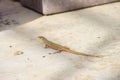 Freak tailed Maltese wall lizard