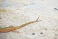 Freak tailed Maltese wall lizard