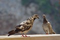 Freaked pigeon Royalty Free Stock Photo