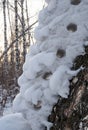 Freakish appearances from the snow in a birch winter forest in Russia Royalty Free Stock Photo