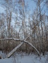 Freakish appearances from the snow in a birch winter forest in Russia Royalty Free Stock Photo