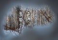 Freakish appearances from the snow in a birch winter forest in Russia