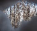 Freakish appearances from the snow in a birch winter forest in Russia Royalty Free Stock Photo