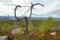 Freakish withered tree. Mount Vottovaara, Karelia Royalty Free Stock Photo