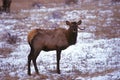 Freaky Bull Elk in Winter Royalty Free Stock Photo