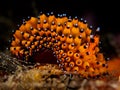Freaky Friday. Nudibranch. Janolus sp Royalty Free Stock Photo