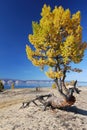 Freaky larch tree Royalty Free Stock Photo