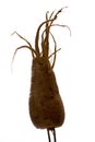 Freaky Parsnip Roots Royalty Free Stock Photo