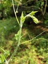 Fream green pumpkin plants on a natural background