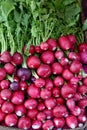Freash red radishes Royalty Free Stock Photo