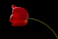 Frech beautiful red tulip