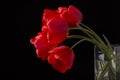 Frech beautiful red tulips