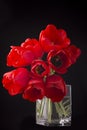 Frech beautiful red tulips
