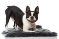 Frech bulldog with Royalty Free Stock Photo