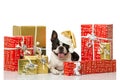 Frech bulldog with christmas decoration