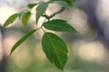 The first spring beautiful green leaves are delicate close-up, with beautiful blur and bokeh.