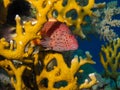 Freckeled hawkfish hiding in a fire coral