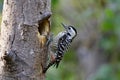 Freckle-breasted woodpecker Dendrocopos macei lovely small camouflage bird perching on her tree nest during breeding season in Royalty Free Stock Photo