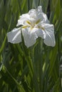 Freckled Geisha japanese flag iris